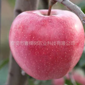 富红苹果苗简介 基地 价格
