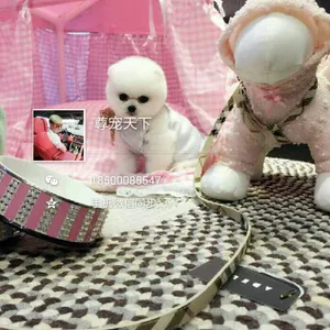 北京朝阳高端宠物犬出售