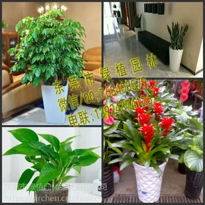 供应绿植租摆红运当头 粉掌 垂直绿化 室内外绿化养护 东莞花木租摆