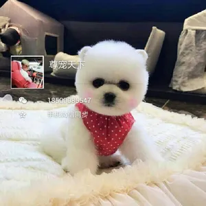 伴侣犬博美出售
