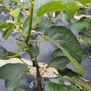 猕猴桃种植|猕猴桃种植哪家好