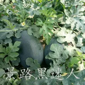 黑龙江黑美人西瓜种子价格