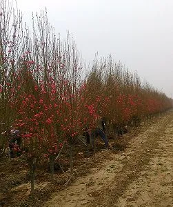 3公分龙柱碧桃，山东3公分龙柱碧桃价格