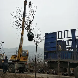 五年生大樱桃树苗 大樱桃树苗批发真实价格 大樱桃树苗几年能结果