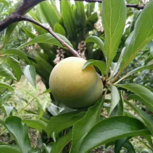 贵州李子苗苗圃,贵州优良李子苗