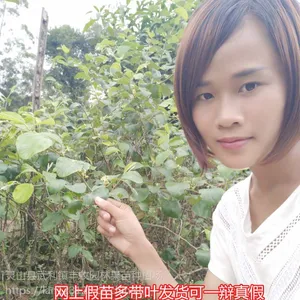 龙岗大青枣苗批发 各类枣树苗 深圳青枣苗批发 15777793411