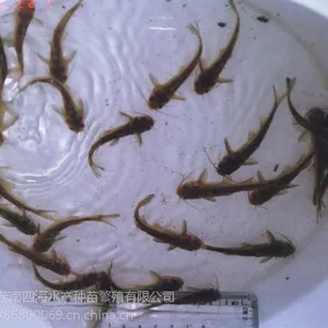 �㶫���糡��Ӧ���ʵ���ȫ���Իƹ�����
