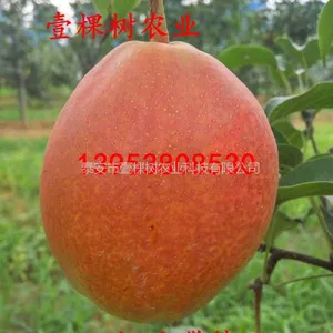 红玛瑙梨树苗 红玛瑙梨树一亩地栽多少棵