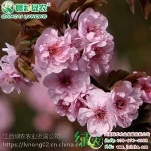 ������Ӧ��Ҷ����÷С���� �ʺ��ϱ���ֲ ����԰�ֹ������� ��Ҷ����÷2017���Ǯ ÷��ͼƬ