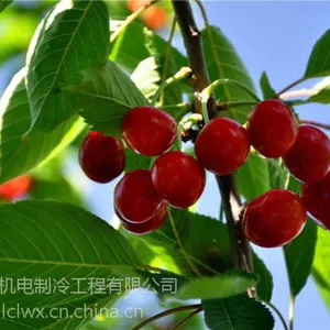 大连冷藏库安装,水果柠檬各种保鲜冷库价格