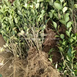 出售50公分高大叶黄杨树苗 70公分高冬青树苗山东绿化苗种植基地