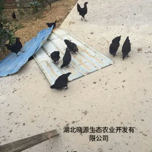 鸡苗供应 绿壳蛋鸡苗 五鸡苗 乌鸡 五黑一绿鸡 乌骨鸡鸡苗不断货