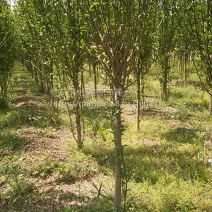 4公分木槿,工程用4公分木槿价格