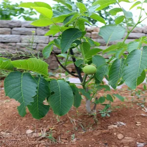 嫁接核桃树苗 薄皮核桃树苗都有什么品种