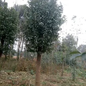 河南香樟树 南阳香樟树 河南南阳香樟树