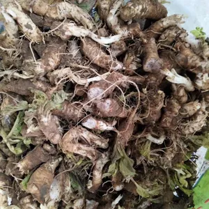 优质玄参种苗价格包回收