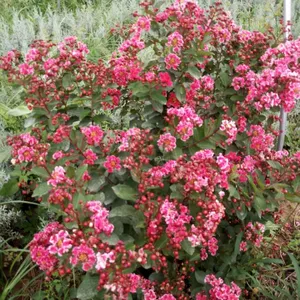 供应红叶复花矮紫薇 复花紫薇 日本富士紫薇 花重瓣白边