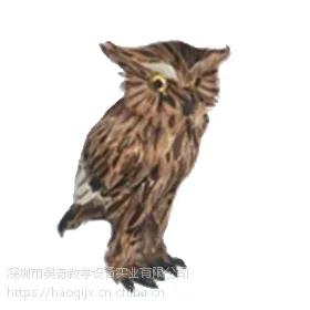 中学生物模型 生物标本 深圳市昊奇教学HQ