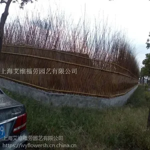 竹篱笆农家乐竹长廊竹房子墙篱笆上海竹凉亭下盐路南祝路竹篱笆