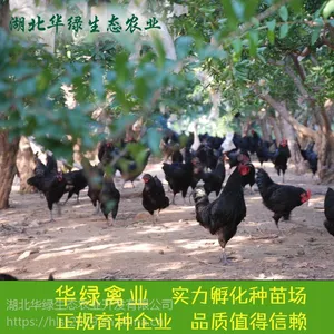 武汉绿壳蛋鸡苗 纯种黑羽五黑鸡蛋鸡苗,五黑一绿绿壳蛋鸡出售