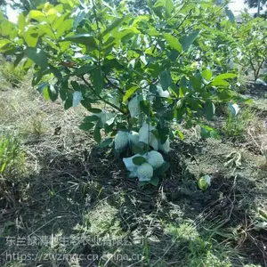 四季开花,季季结实的热带水果—珍珠番石榴使用植物非试管高效快繁技术快繁番石榴
