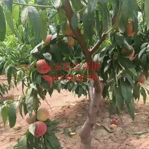 2���� 3����������۸�