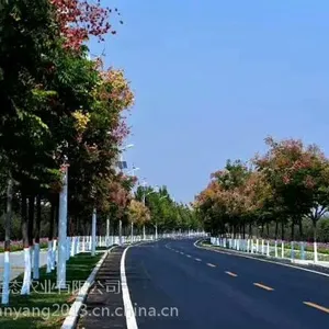 河南黄山栾 南阳黄山栾 河南北京栾