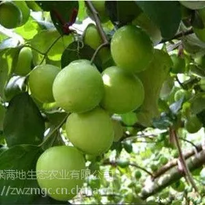 天然的维生素***——印度枣使用植物非试管高效快繁技术快繁印度枣