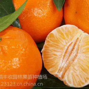 广西沃柑苗批发,沃柑苗价格,沃柑苗种植基地13877713093