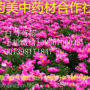 白芍芽子白芍种植基地批发低价价格处理