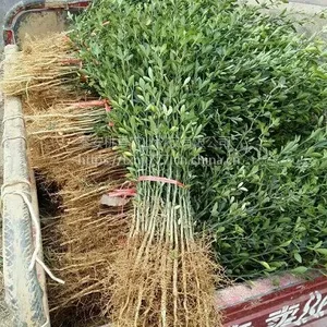 0.4公分枳壳苗多少钱一棵 枳壳苗***