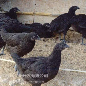 三峡黑鸡绿壳蛋鸡