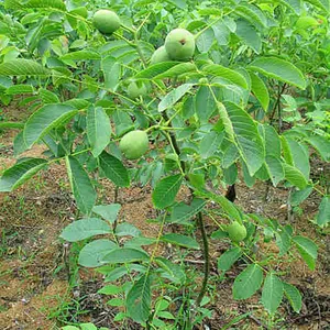 嫁接核桃苗的特点,川早核桃苗苗圃,川早2号核桃苗批发