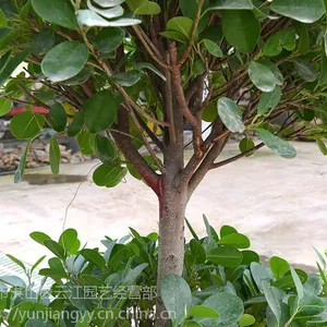 武汉开业送礼绿植摇钱树盆栽,全城免费送货,贺喜送礼绿植可租摆,武汉送货上门