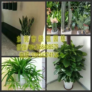 供应绿植租摆一帆风顺 吊兰 小绿罗 垂直绿化 室内外绿化养护 东莞租花