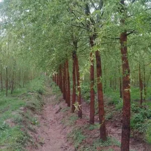 2公分垂柳苗圃