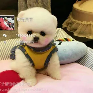 哈多利版球体博美俊介供应出售