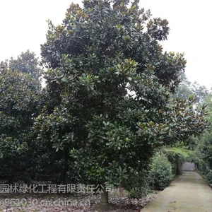 18公分广玉兰价格,(20公分广玉兰价格),广玉兰树价格