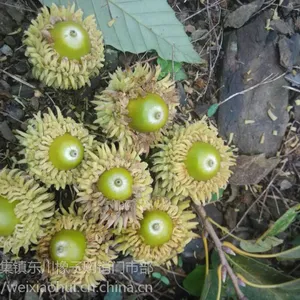 供应河南栓皮栎种子市场价格