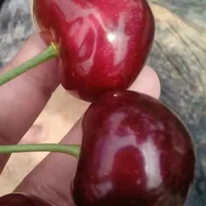 全球***有潜力的樱桃苗***品种 桑提娜樱桃