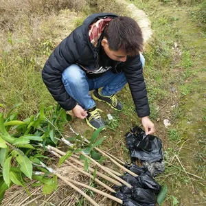 天河台农芒果苗批发 各类芒果树苗供应 种植南方