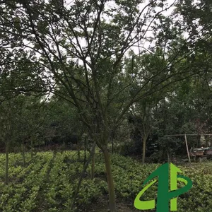 成都崇德园林紫薇基地3-15公分精品紫薇低价处理