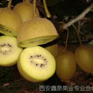 红心猕猴桃苗|红心猕猴桃苗批发