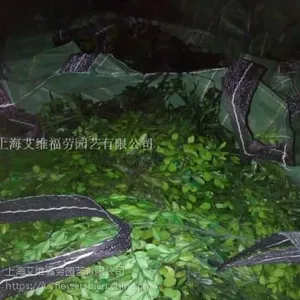 保鲜黄杨 小叶黄杨 保鲜黄杨 永生花花材配草