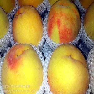 黄桃i树苗价格 黄桃树苗基地 桃树苗都有什么品种
