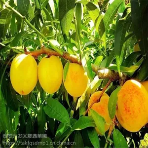 黄桃树苗都有什么品种 晚熟秋彤桃树苗 嫁接桃树苗价格