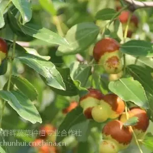 ��«�����«���紺�����������������������