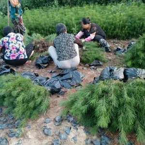 扬帆苗圃供应三年营养杯白皮松小苗（高度20-40公分）