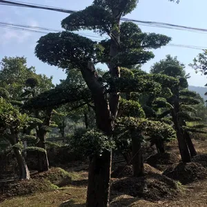 20公分造型罗汉松,低价销售10-15公分原生罗汉松树,湖南大树价格