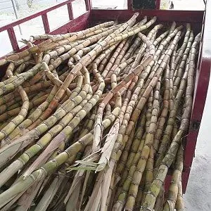 大量弯曲低价甘蔗处理